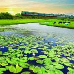 Thông báo v/v cấp lại giấy chứng nhận sở hữu cổ phần và thay đổi thông tin người sở hữu chứng khoán