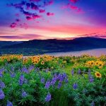 Nghị quyết của HĐQT Công ty CP TTTH ĐS Sài Gòn v/v liên quan đến các giao dịch tín dụng tại Ngân hàng TMCP Đầu tư và Phát triển Việt Nam (BIDV) - Chi nhánh Tp.HCM tại phiên họp ngày 05/11/2025